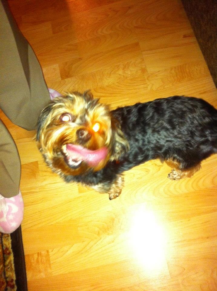 Angel has a very Long and fast tongue
