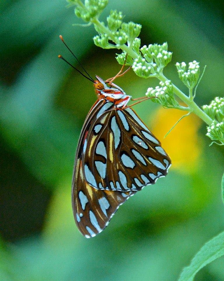Gulf Fritillary on Butterfly Bush