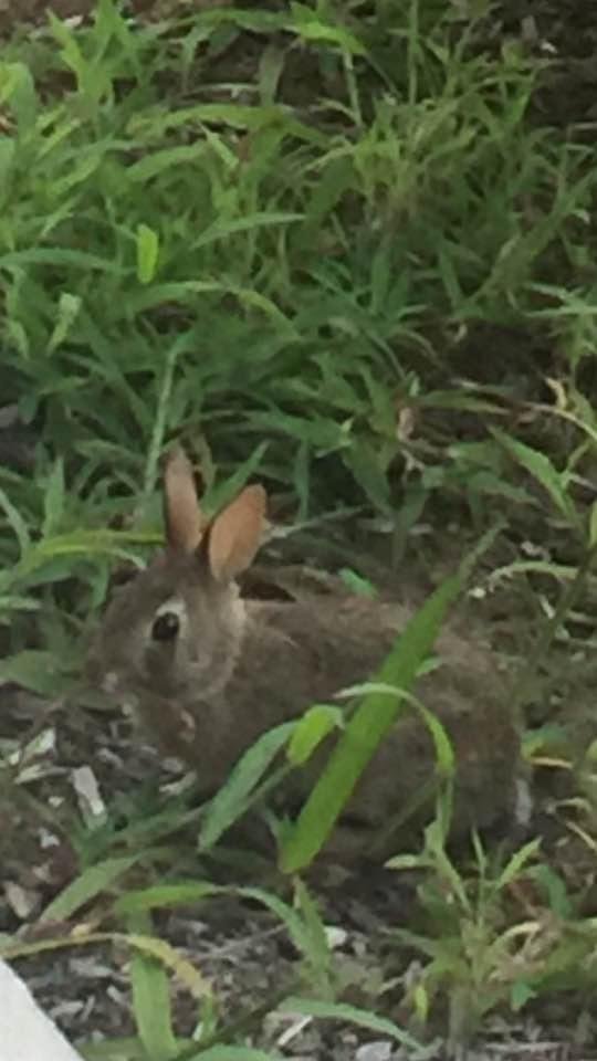 I have a new little friend. He comes to visit while I'm sitting on the front 'porch ' reading!