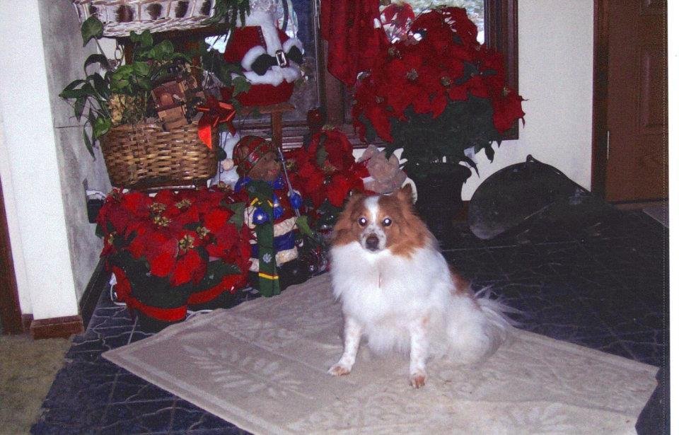 Toby sends everyone a Merry Christmas