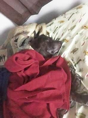 My Granddog is hungover!