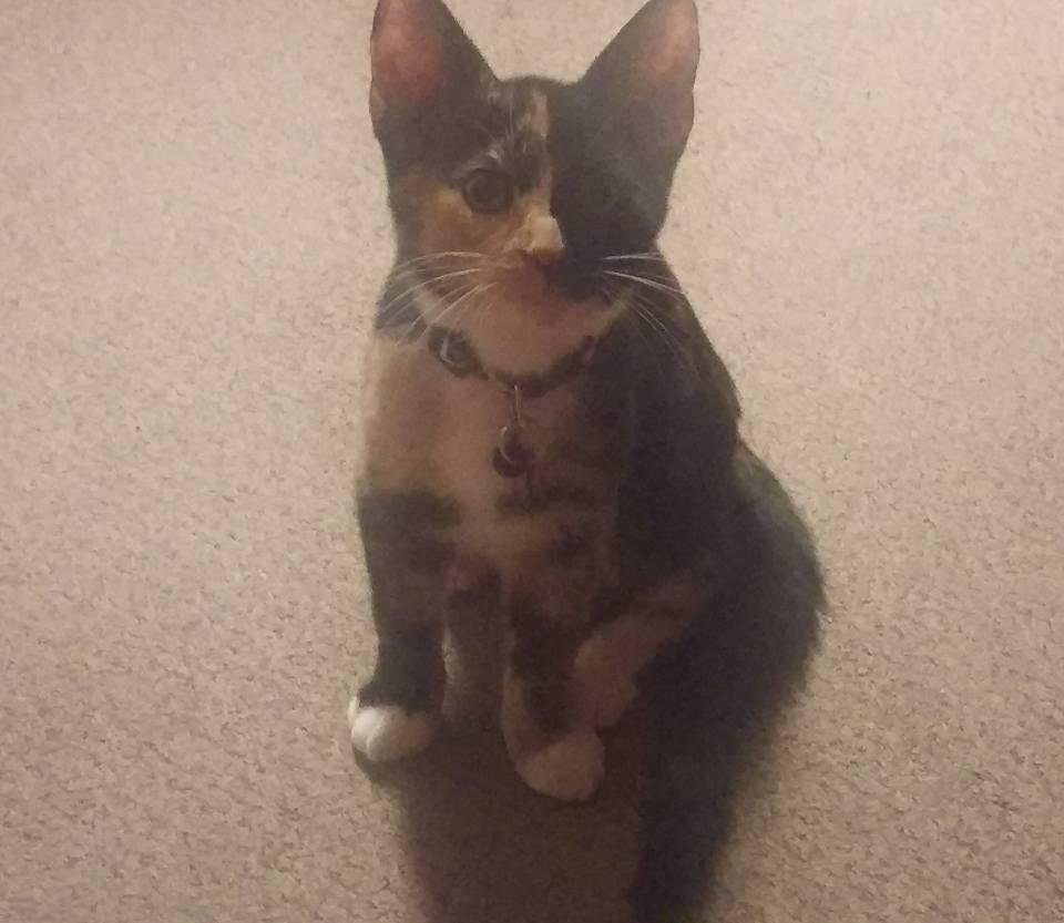 My 14 month old Kiki her name is Callie