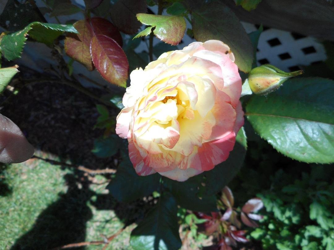 Pollen is kicking me. When I was younger, I could stay outside all day and the pollen would not bother me at all. Guess I got old and I have lost the resistance to pollen. Nose running constantly and eyes burning - that's e