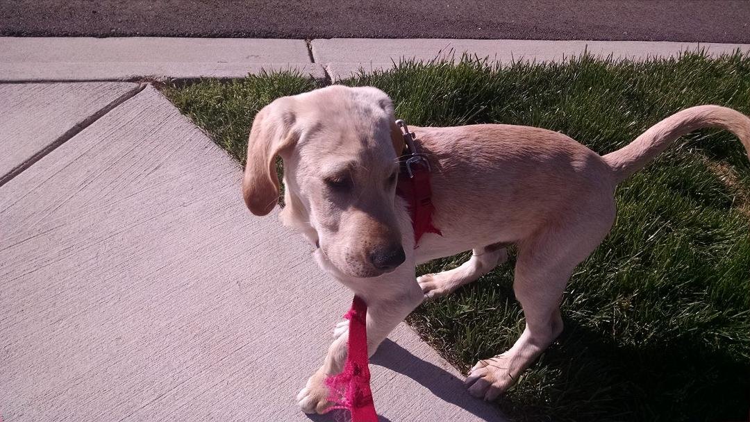 My new Lab puppy to walk!