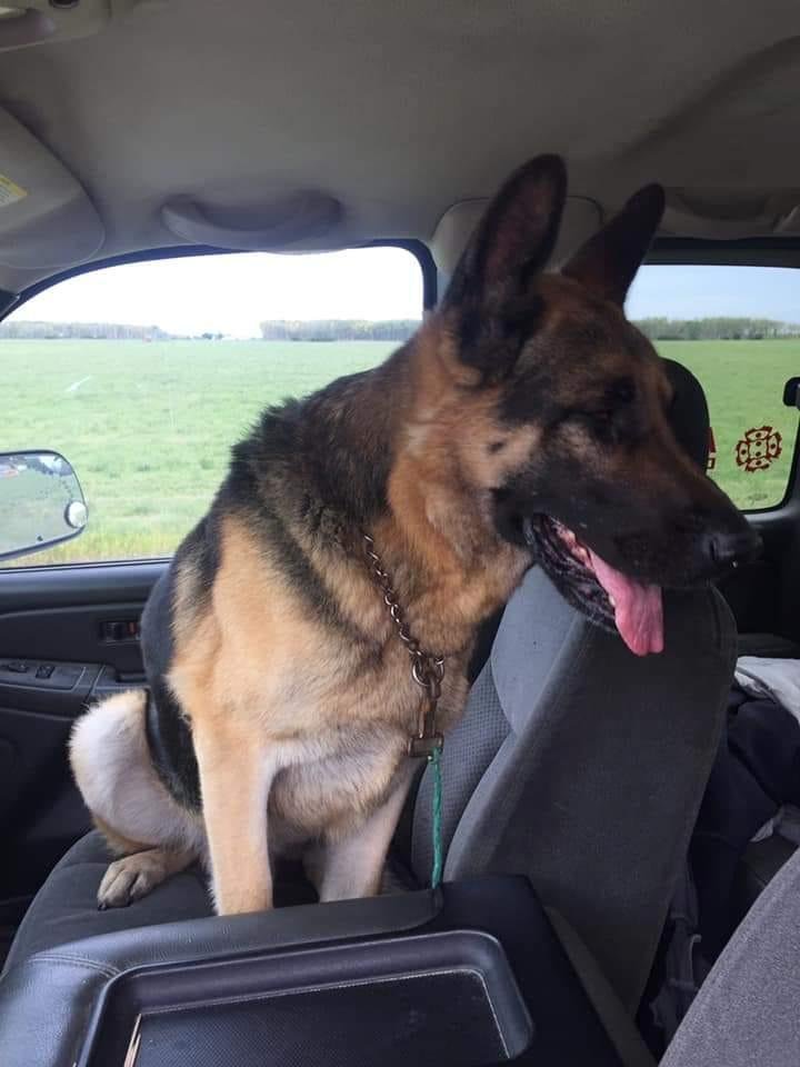 Found dog near Bel Acres golf couse