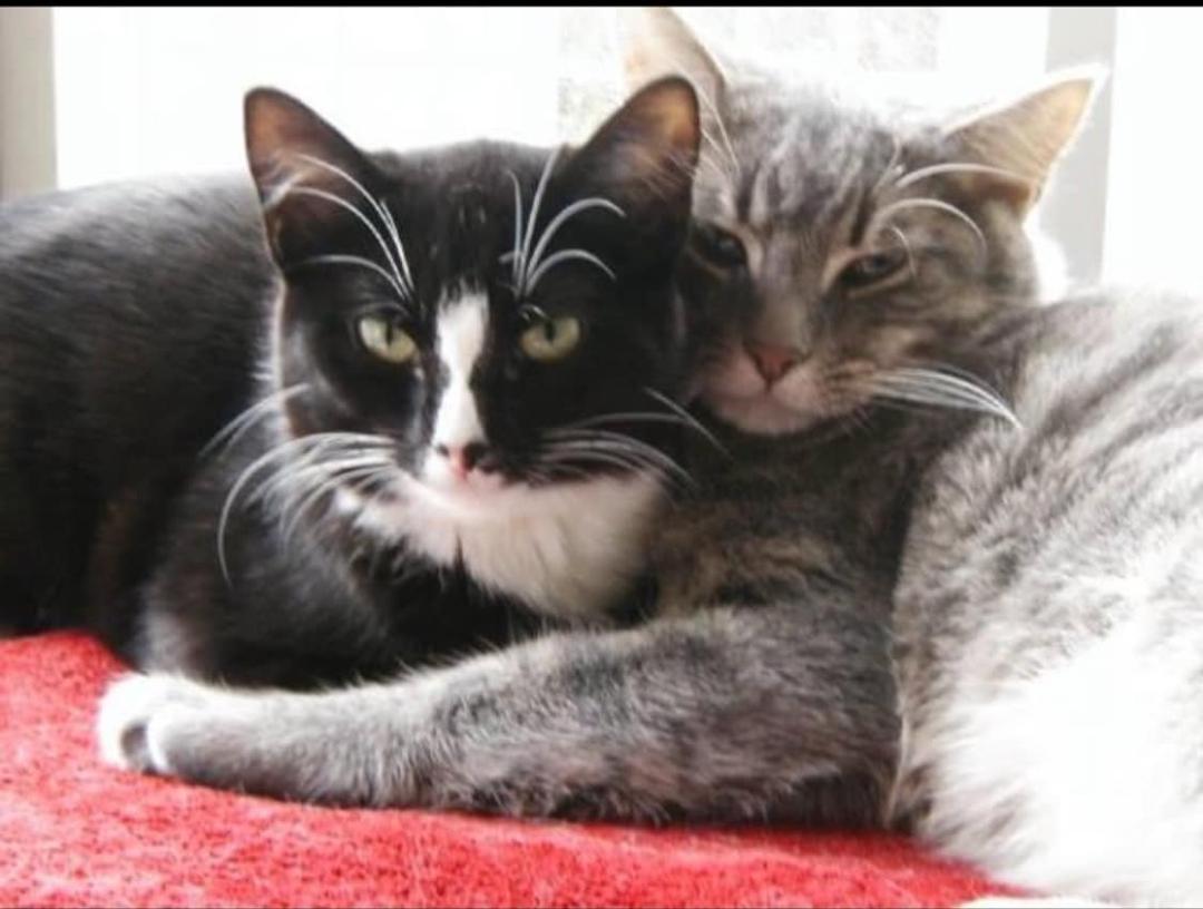 It’s hard to believe these two passed within four months of each other. This is such a great photo of Coco & Abé.