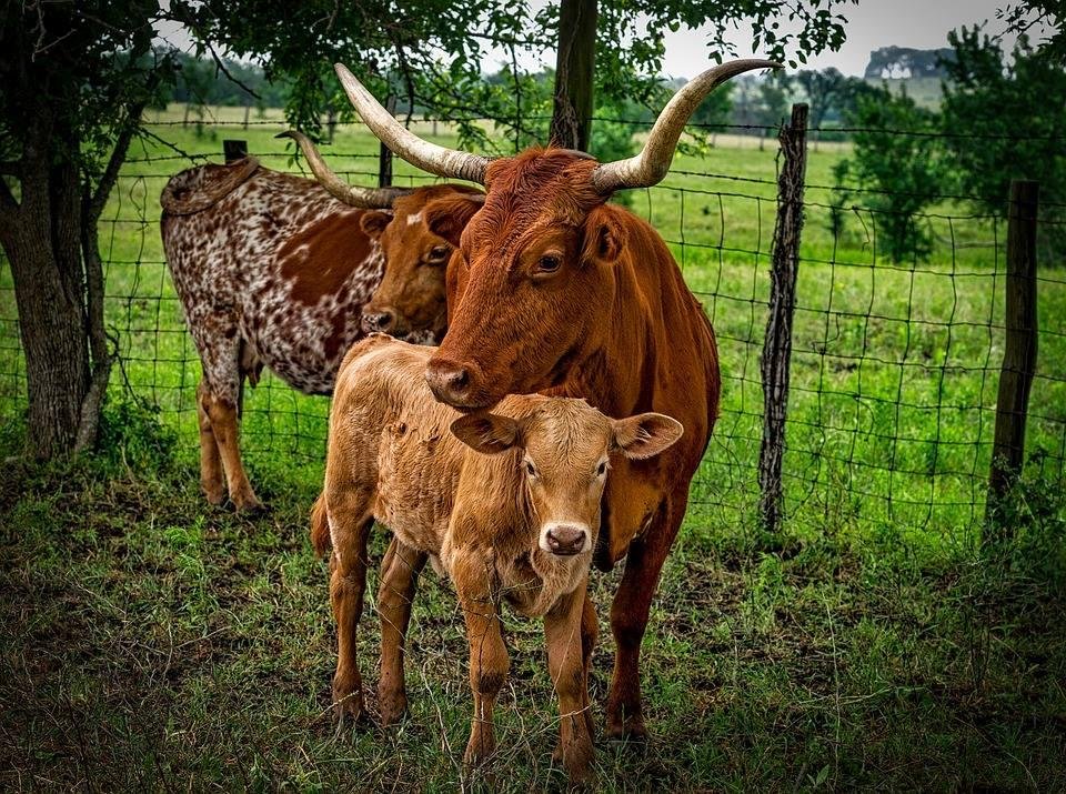 These are Texas Long Horns. We saw this kind of cattle in Oklahoma too.