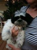 Our new puppy "Bandit", a Shih Tzu @ 3 months