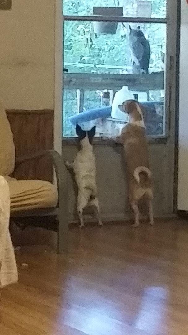 Monkey and Abigail telling the cats to get off their porch