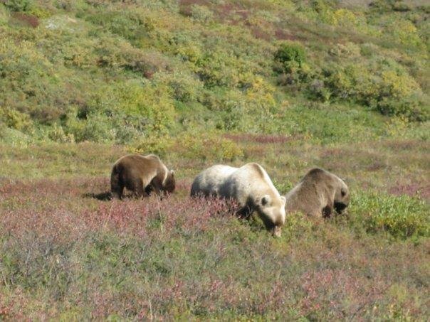 Grizzlies in Denali--Sow and cubs eating wild blueberries