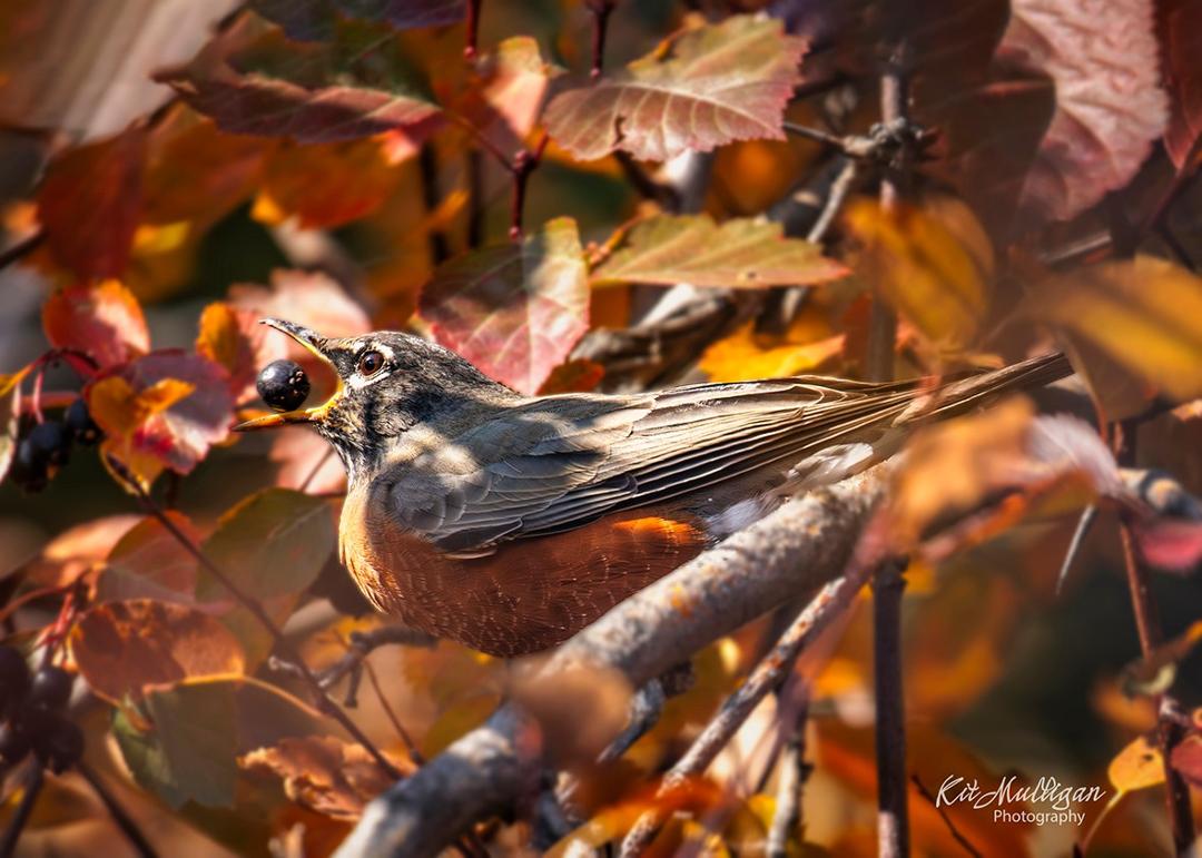 American robin with a hawthorn berry camouflaged in the fall colors of the hawthorn bush. Best viewed full size.
