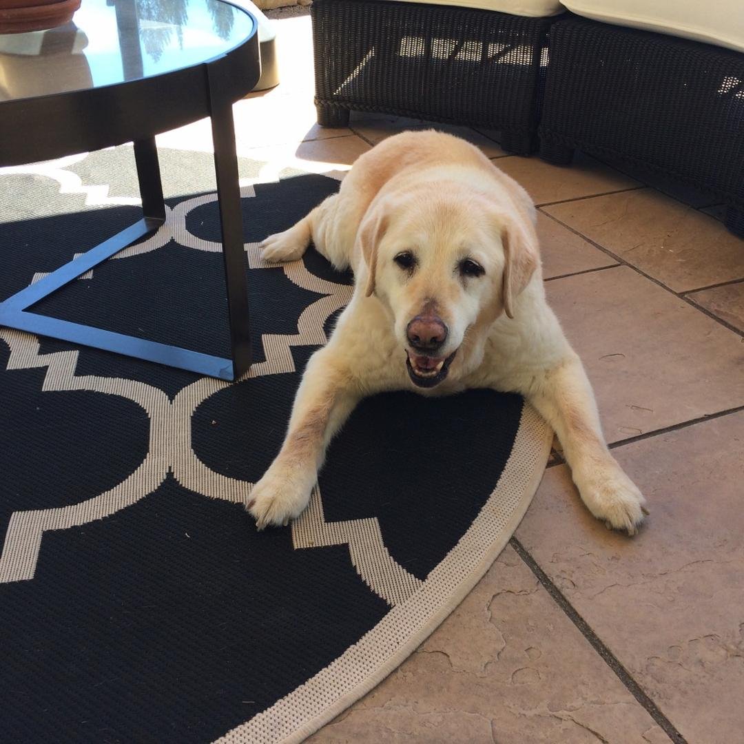 Our friend, companion and the sweetest dog ever, Cali, has gone on to doggie heaven- may she await our arrival with a full bowl- rest in peace, Cali