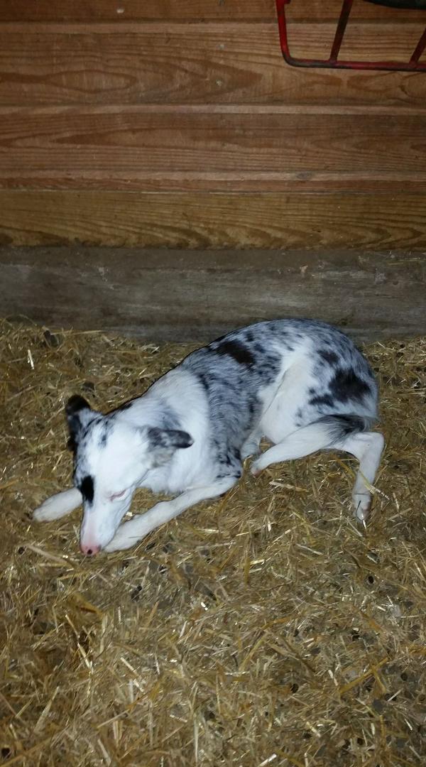 This female dog just showed up in our barn. She was probably scared by last night's fireworks. We are at County Road 6690 and if anyone is missing this dog please contact me. Karen Witherow Robertson