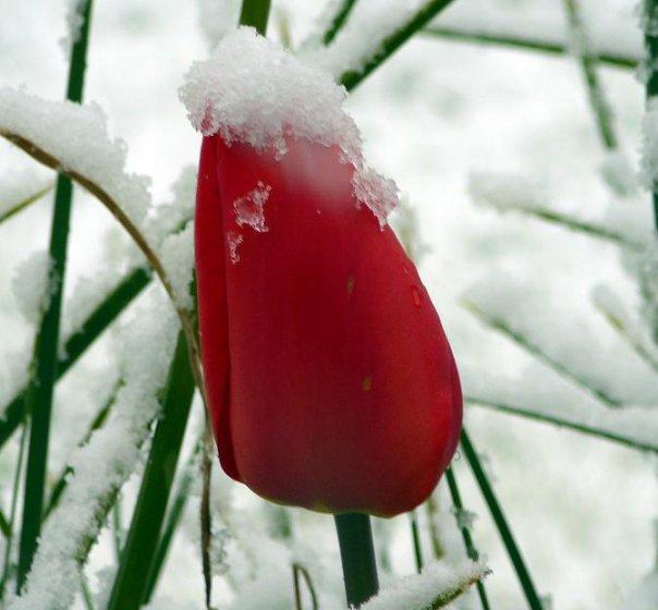 One snowy day in April 2008. My tulips were already in bloom, and the snow had to land somewhere.