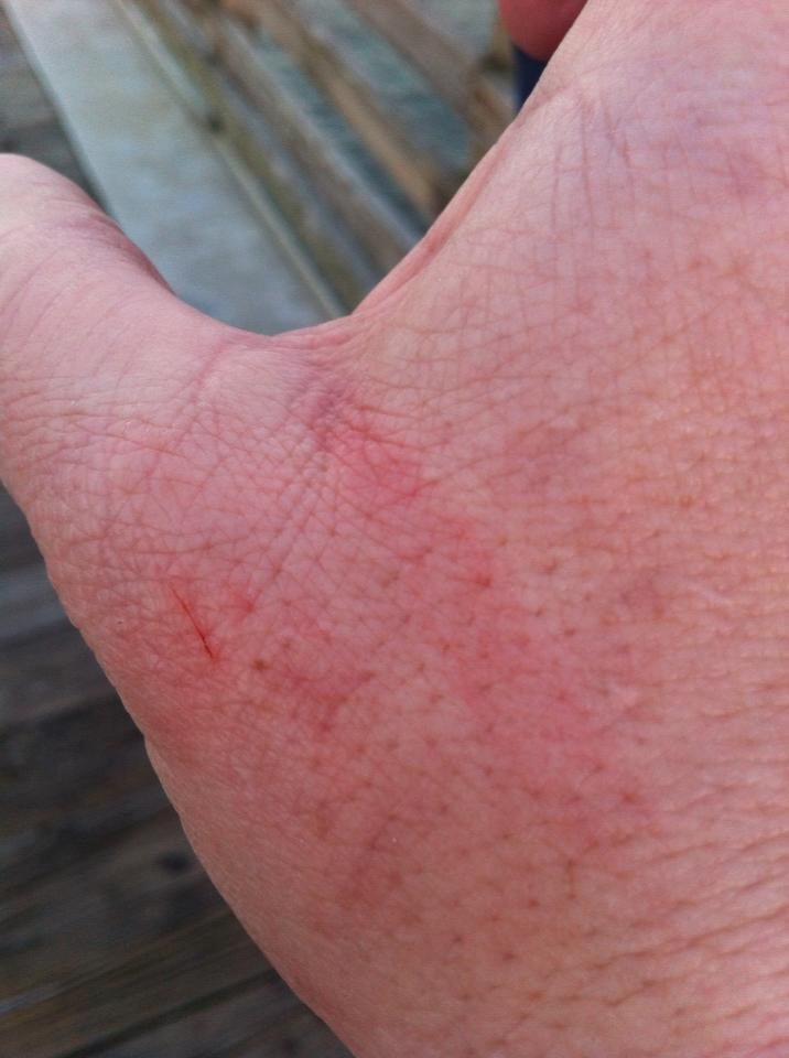 The pelican got me