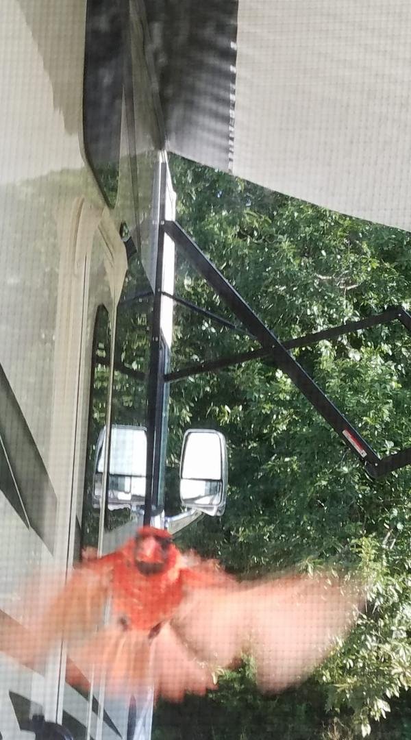 This is the bird who woke us up every morning. Feet first into Jon SmithJon's window over and over. Thank you everyone for the wonderful memories, food, family and good friends. We love you and will miss you.