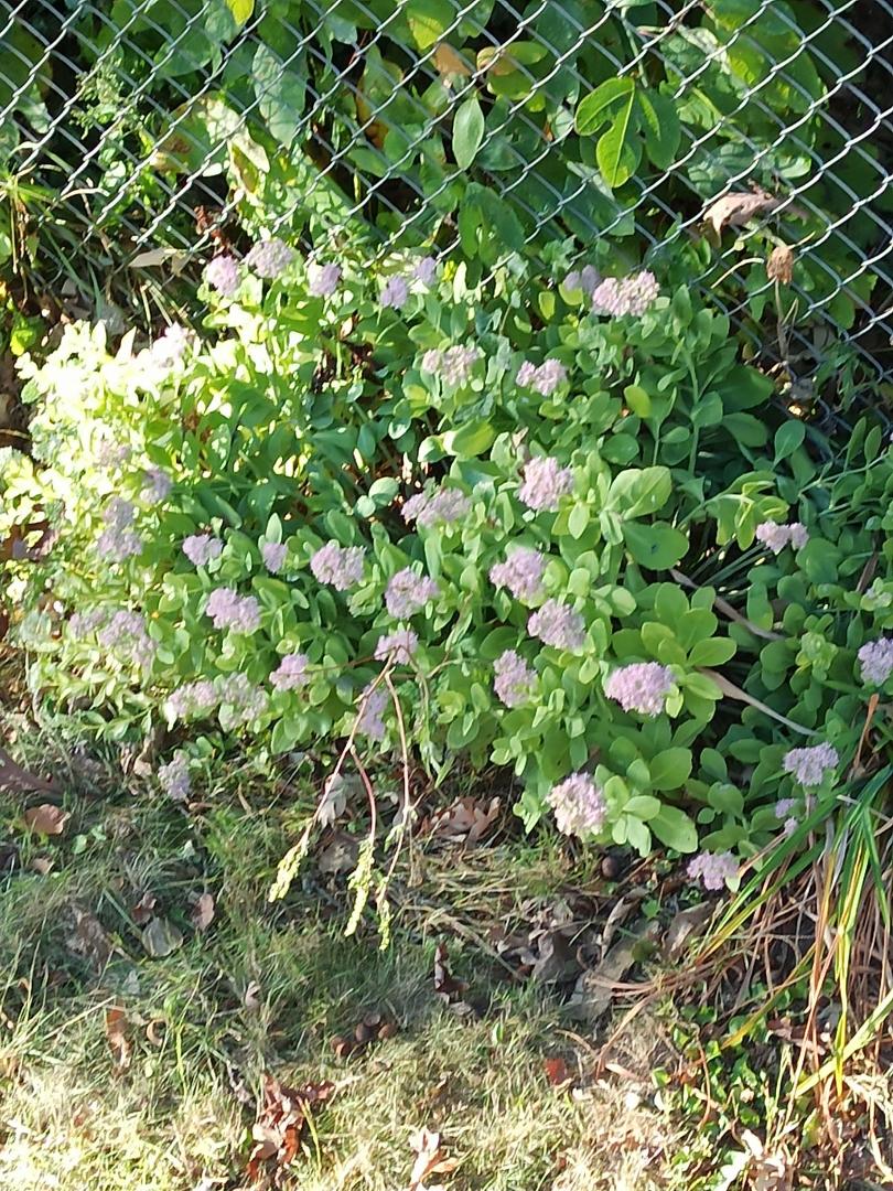 Flowers still blooming on the side yard! 💞💞💞