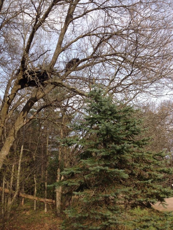 Bill Terry's album, Mobile Uploads