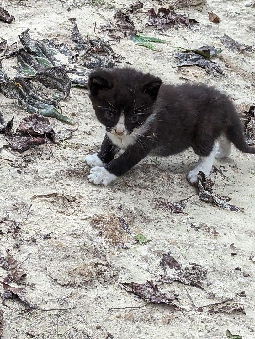Three new kittens are out... So cute as kittens