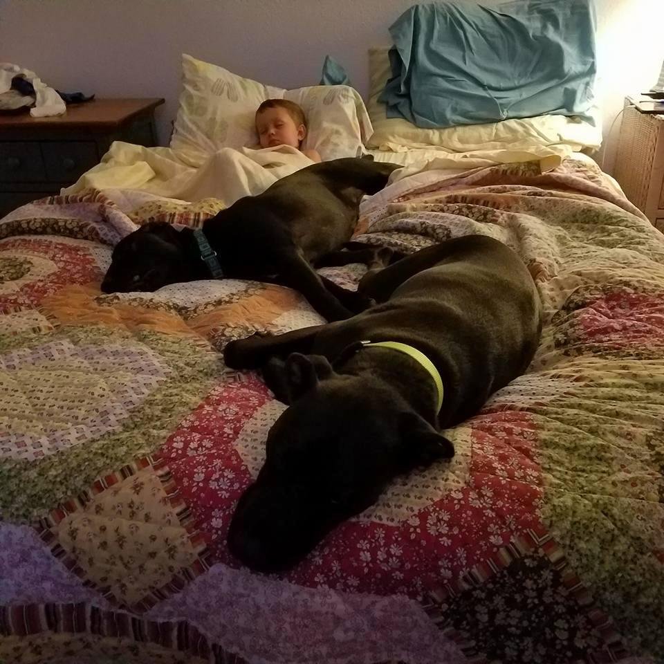 My little man sleeping with his buddies!