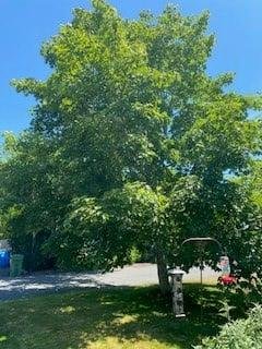 ISO aborist who can do something with this overgrown monster... Im not a fan of Holy trees but Deb does not want it removed..  Of course she wins... Need someone to trim this shape it and not kill us in price