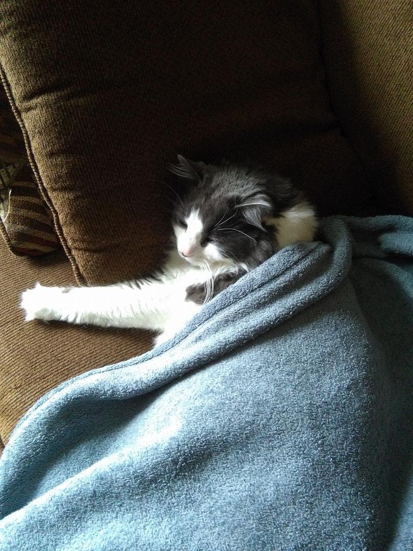 My kitty just relaxing on this cold and rainy day.