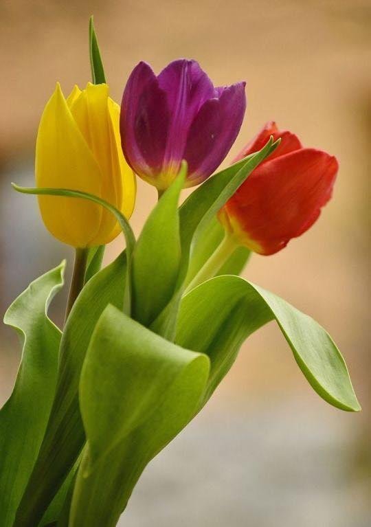 Good Morning all this Sensational Saturday! “Cast your burden on the Lord, and he will sustain you; he will never permit the righteous to be moved.” Psalm 55:22
I Love You 💛!