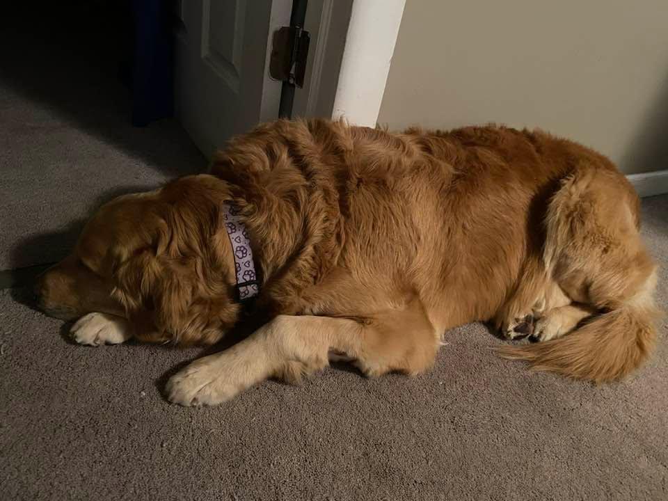 Joei just got home from the vet She got spayed today and does not feel good. 🙏🙏🙏❤️