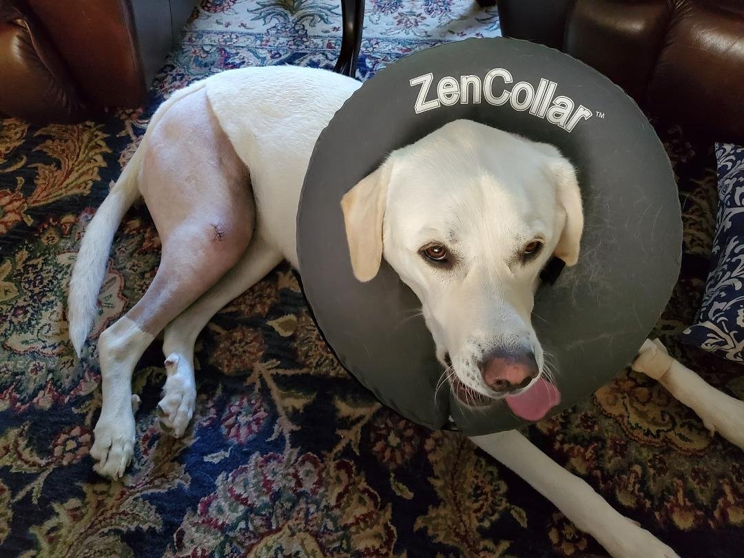 Poor Luna, recovering from her ACL surgery. Three to four months of physical therapy and she will be as good as new. The surgeon said she was a real trooper and did great.