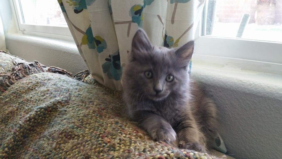 Love this kitty!