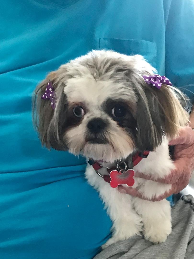 Our fur Baby Happy National Dog Day!