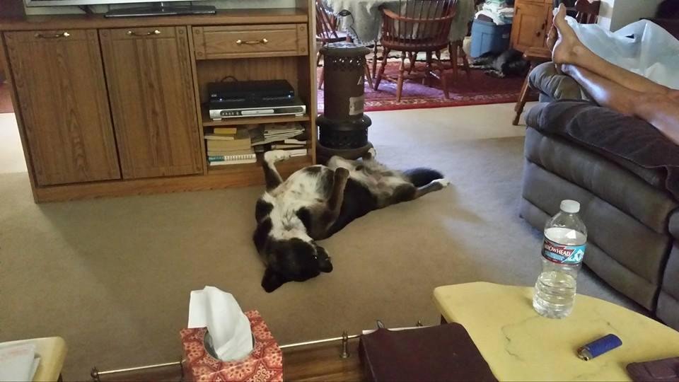 It's a dog's life