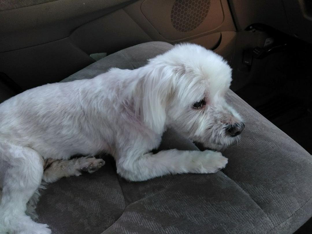Yesterday our very loving best friend and our baby passed.  He was 16 years old and had a heart full of love. I will miss him especially hearing his little snoring as he slept beside me.
