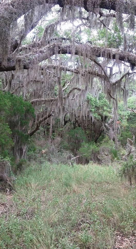 Beautiful hike in northeast Fla
