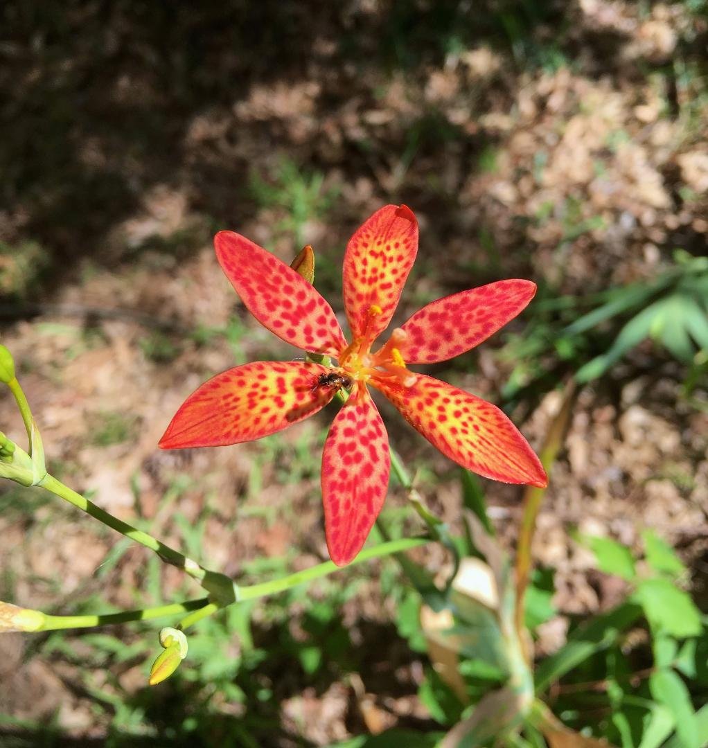 Blackberry lillies are starting to bloom.