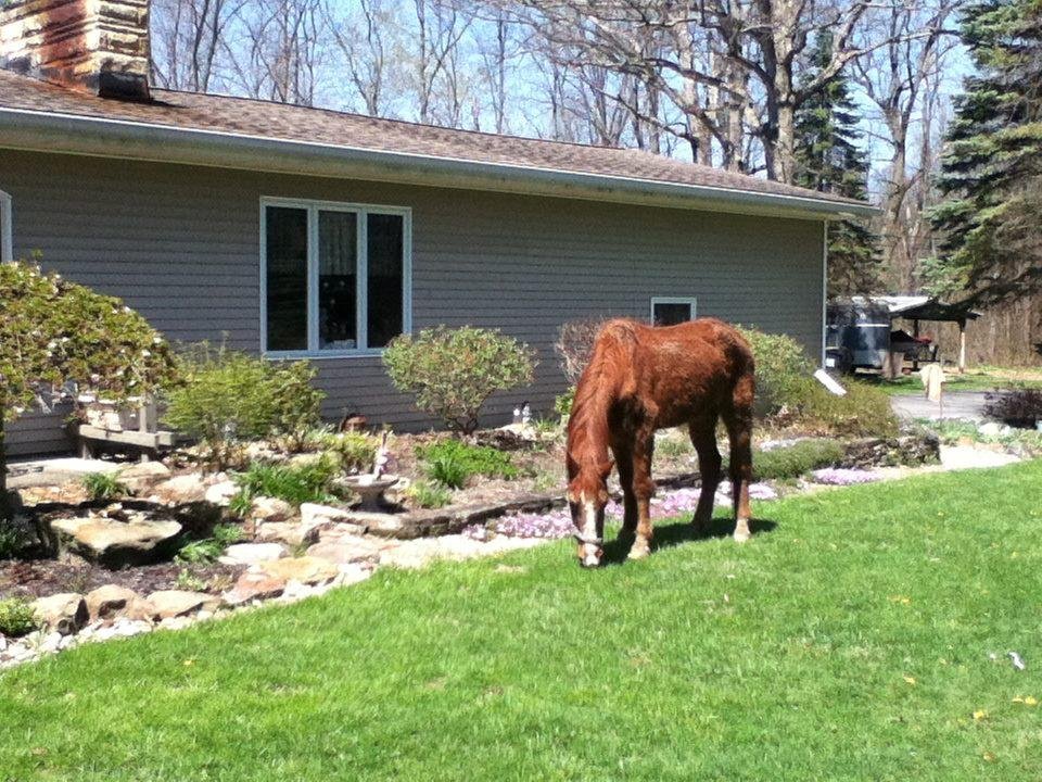 Cut the grass, cut the grass