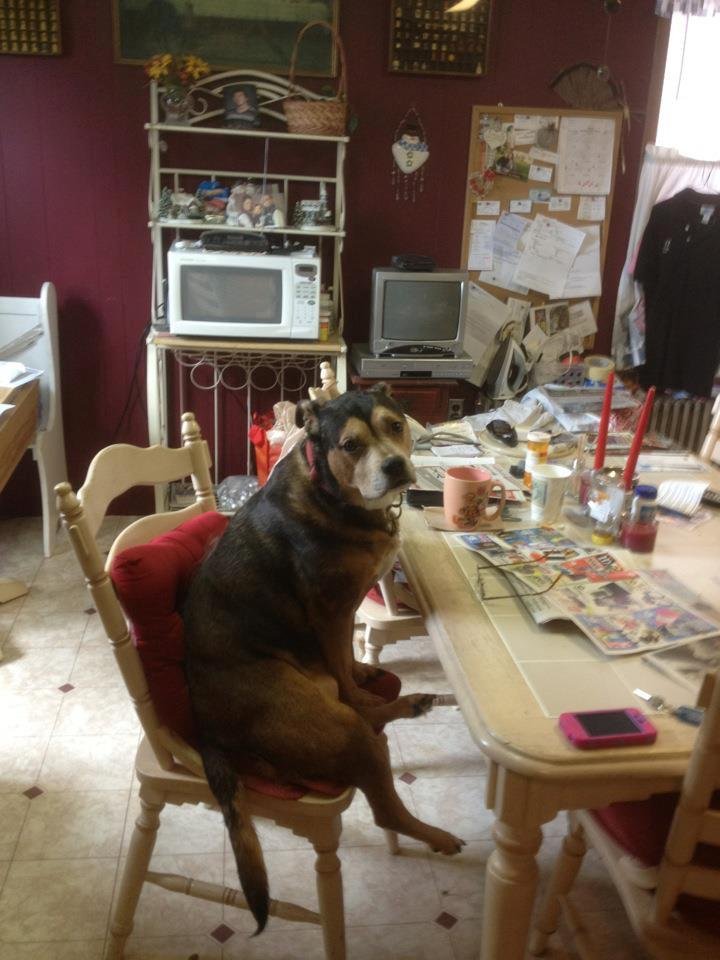Nutmeg waiting for breakfast!!