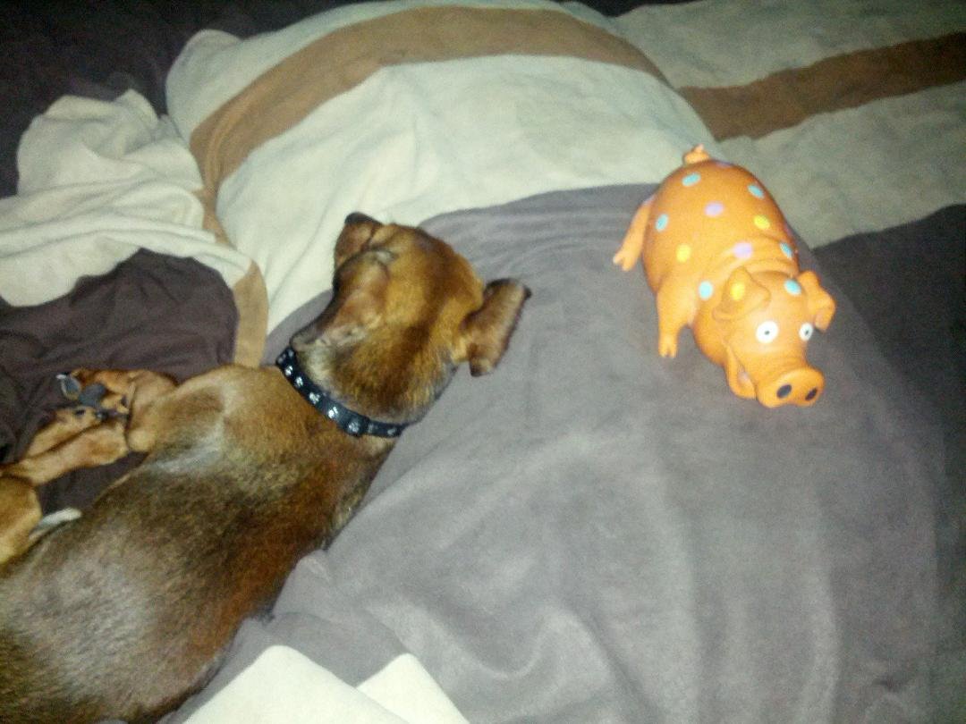 So. At least his toy is strategically placed