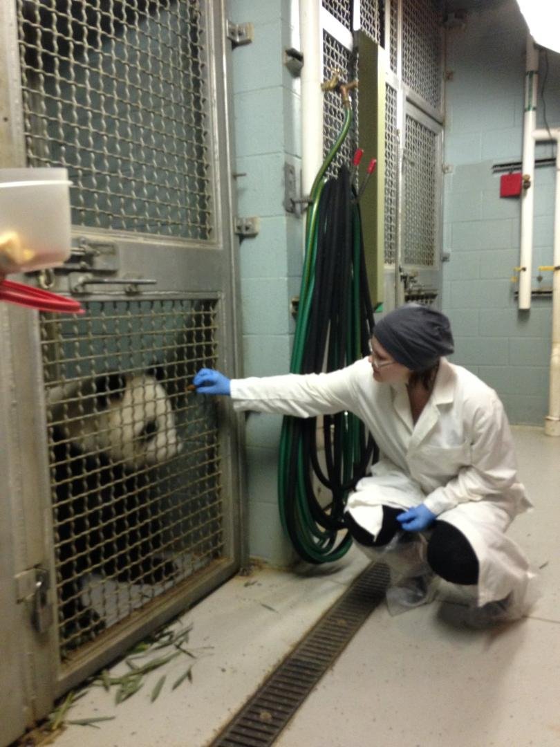 Sierra Black feeding a panda.