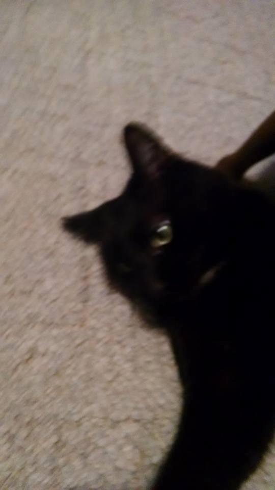 One of my catd