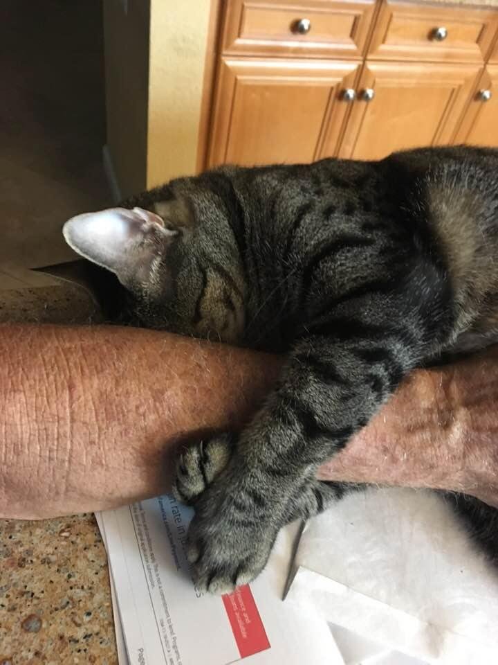 This is why adopting a kitten is so rewarding.