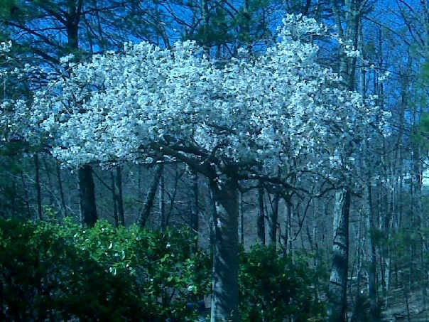 Japanese Cherry tree in front of mom's cabin