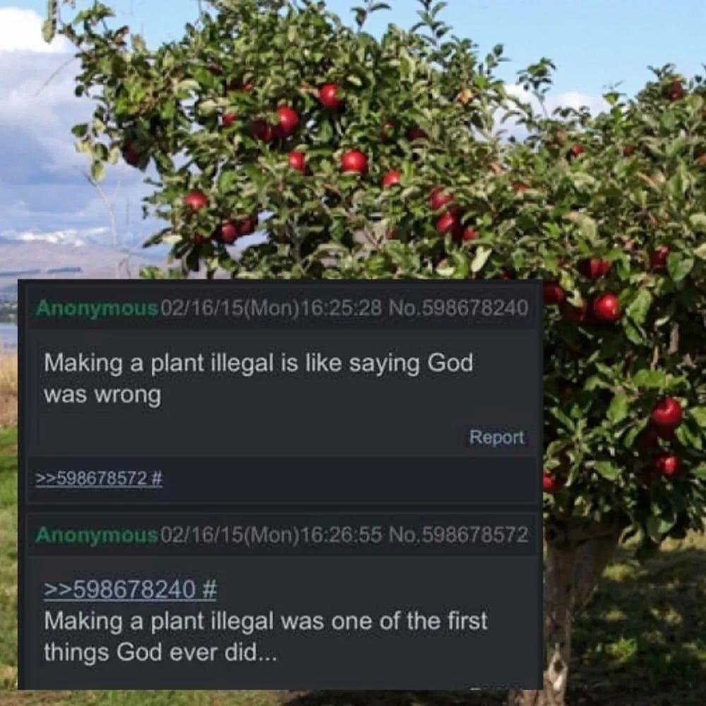 See there was this apple tree.......