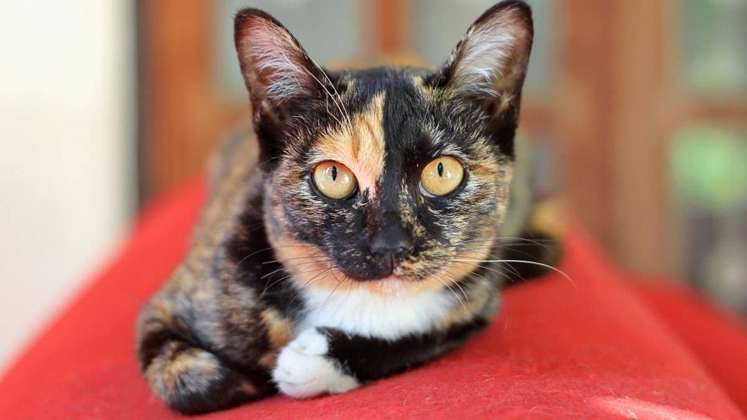 My friends cat has not came home in ab out a week. Kellaire area. Please message me or call 850-586-0005 of you have seen her. Thanks
