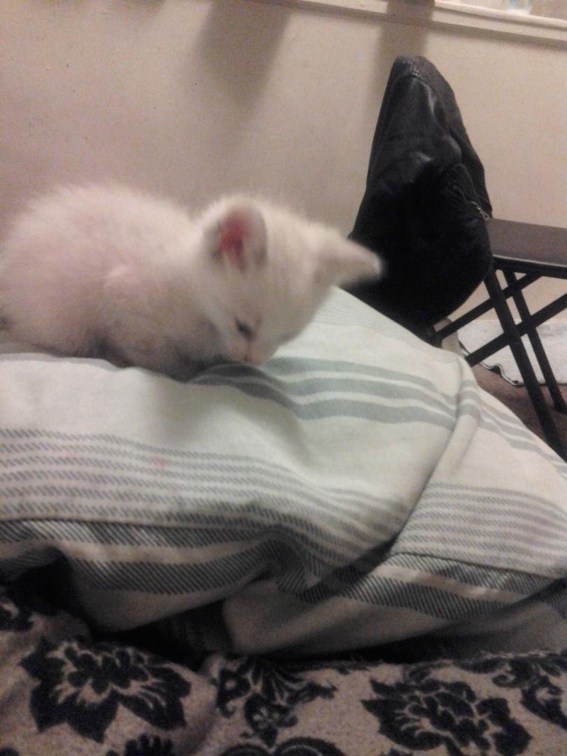 He play to much I'm sleepy nd he won't give me my pillow. I guess it's two pillows for me tonight.