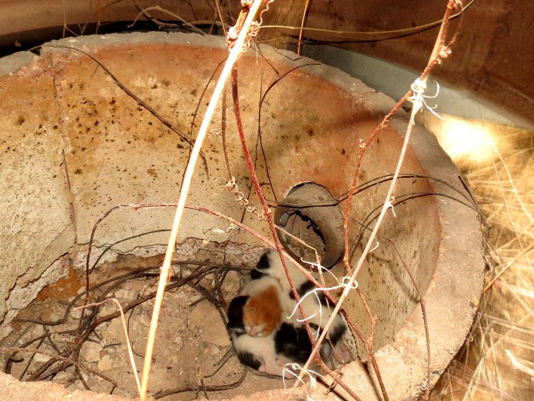 Finally found the kittens by sticking my camera inside the firebox and snapping a picture