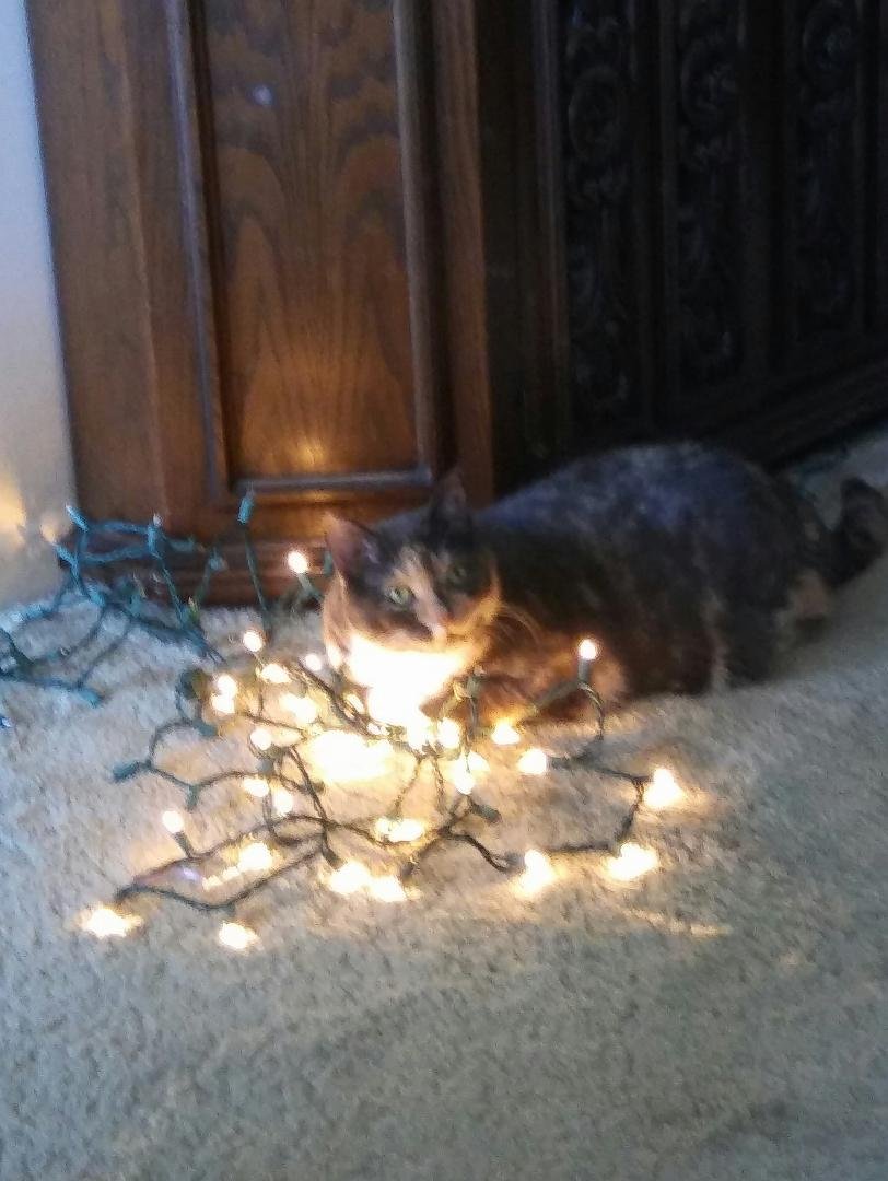 Lilly helping with decorations...🐺