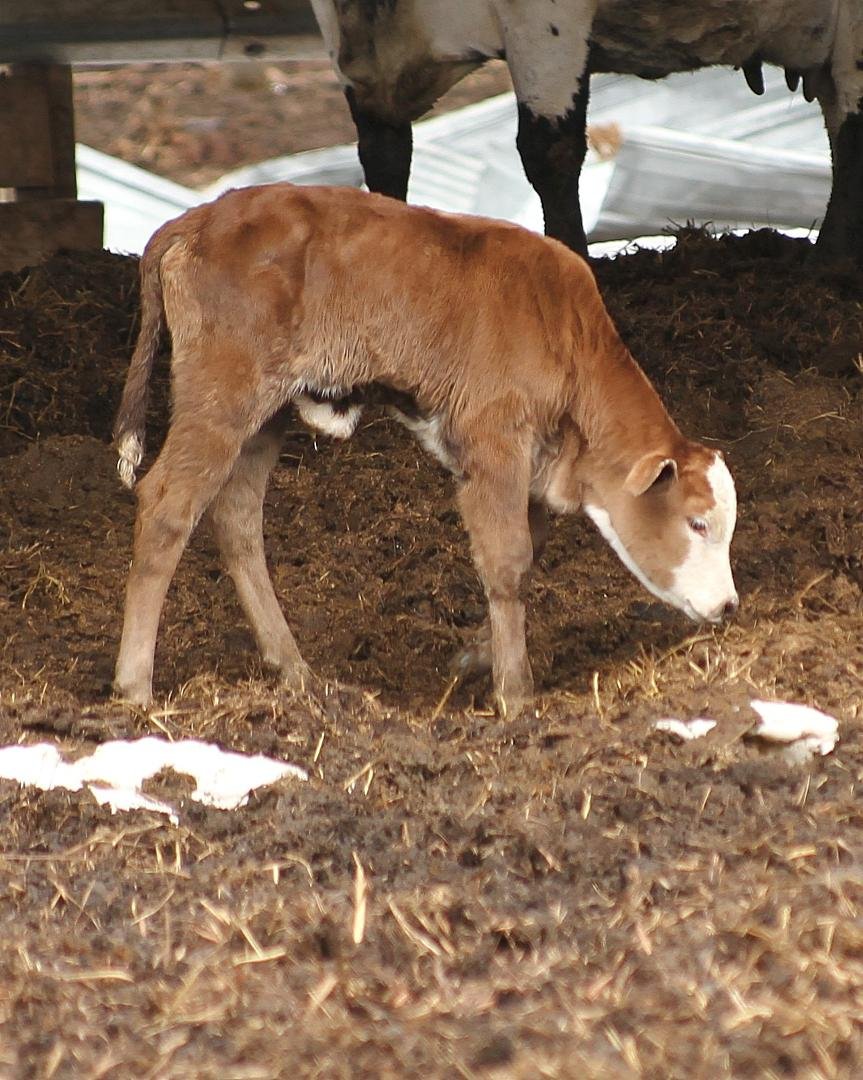 I had posted a shot of this little guy over on the G Spear Photos Page, reposting now because some don't see that Page. This is a bull calf sired by # 74, waiting on at least two more, maybe three.