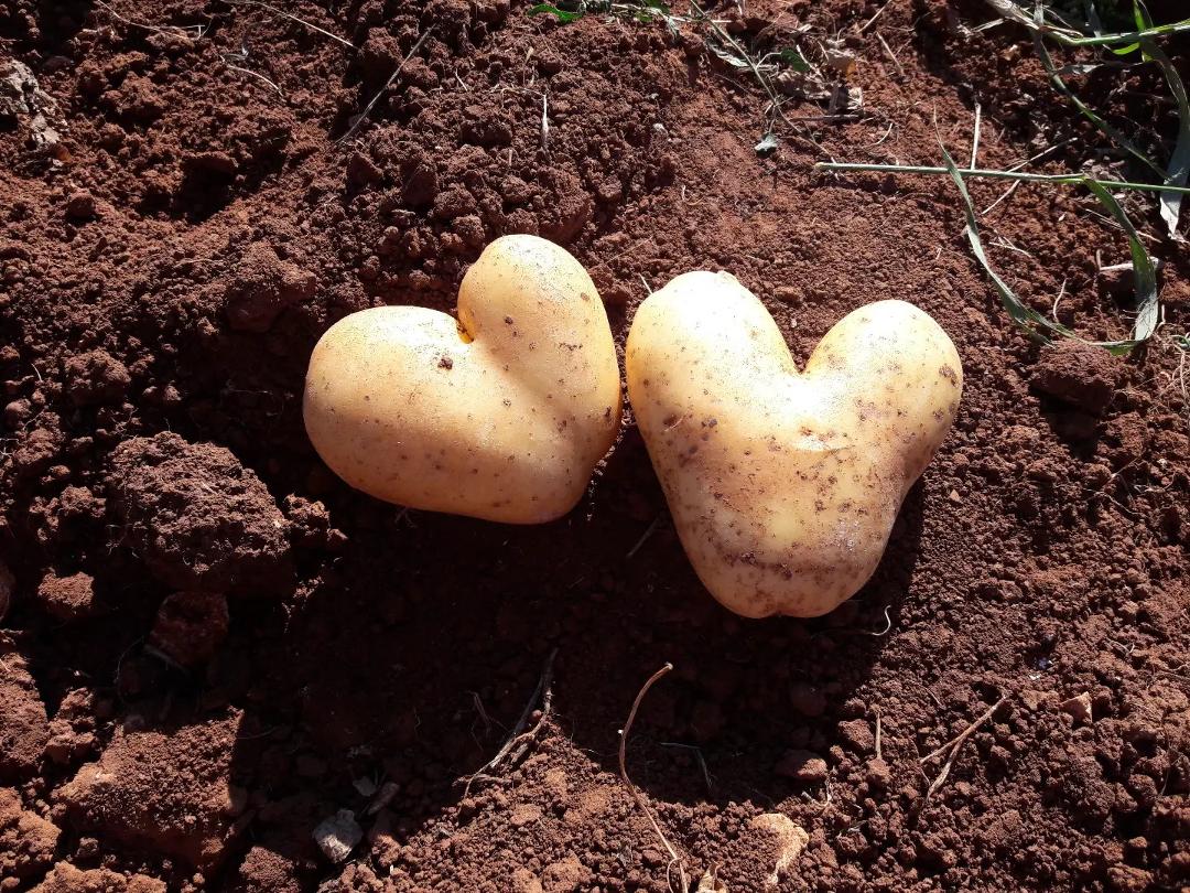 #potatolove❤️