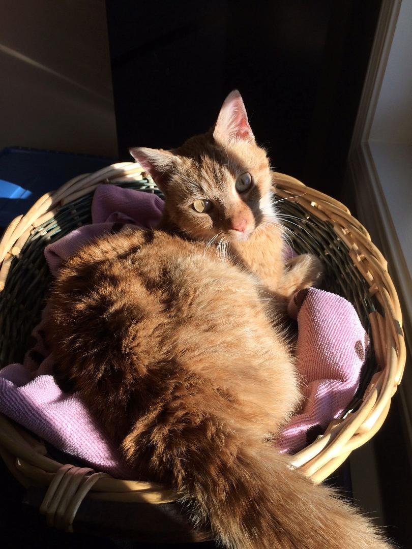 Happy ending for this pretty kitty who has been living on her own outside since early summer. She often slept under our deck and made her rounds throughout the neighborhood. My neighbor found her in her garage this aftern